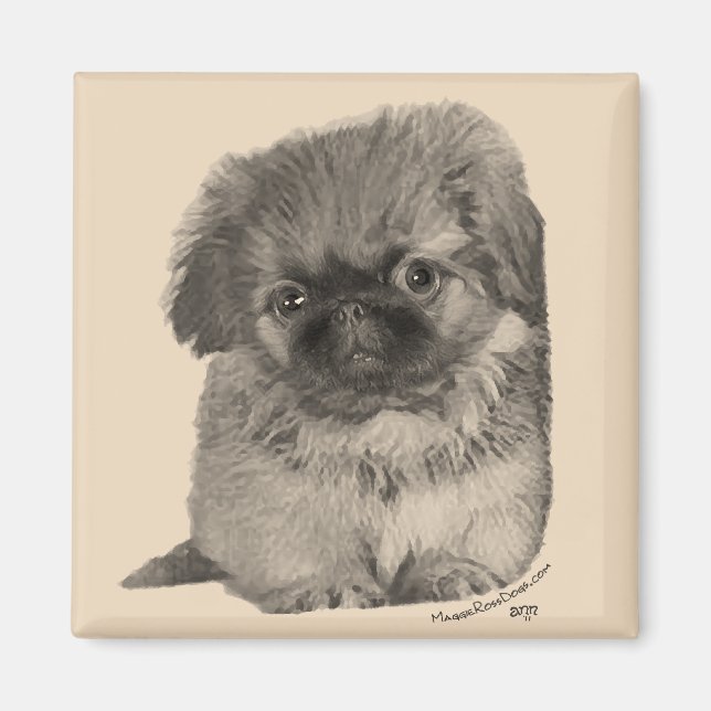 Pekingeser-valp Magnet (Framsidan)