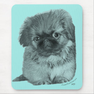 Pekingeser-valp Musmatta