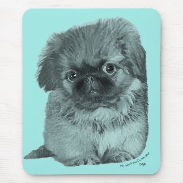 Pekingeser-valp Musmatta (Framsidan)