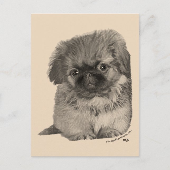 Pekingeser-valp Vykort (Framsida)