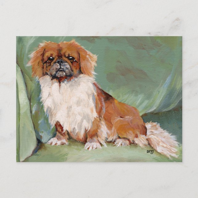 Pekingeser  vykort (Framsida)
