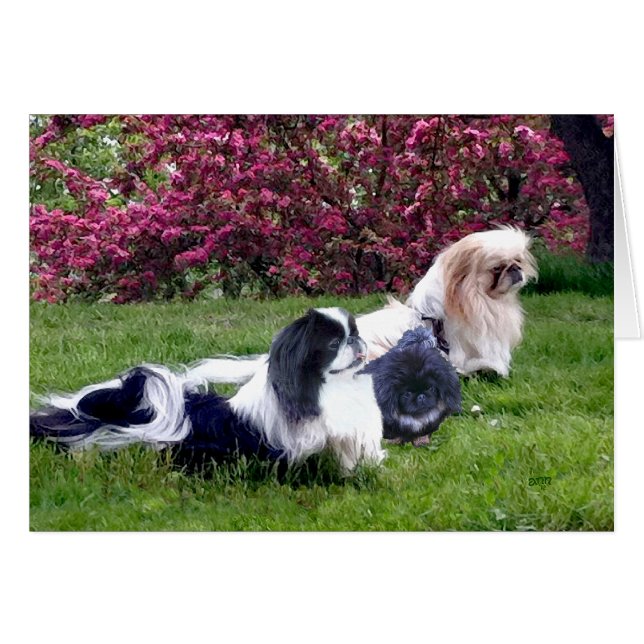 Pekingesergrupp på våren hälsningskort (Framsidan Horizontal)