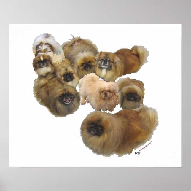 Pekingesergrupp Poster (Framsidan)