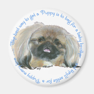 Pekingeserörelse - Hur man får en valp Magnet