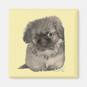 Pekingeservalp Gul Magnet