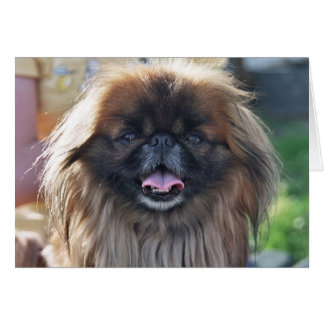 Pekingesiskt kort