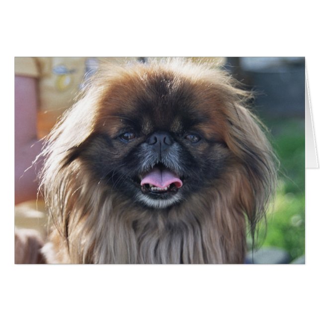 Pekingesiskt kort (Framsidan Horizontal)