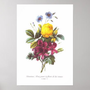 Pelargon rosa och lin poster
