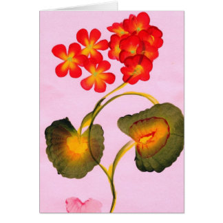 PELARGONER HÄLSNINGSKORT