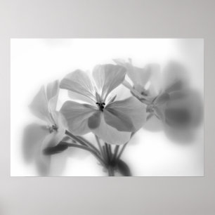 Pelargoner i svartvitt poster