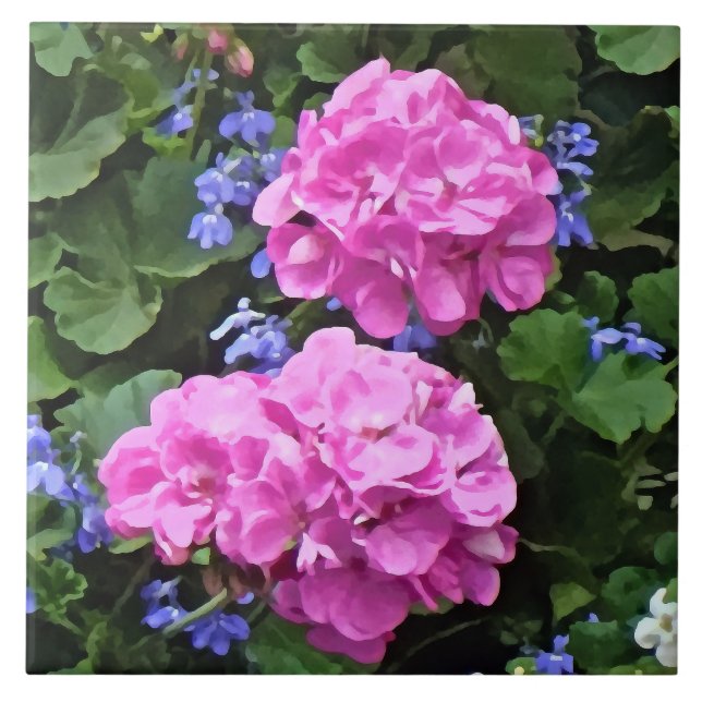 Pelargoner och vinca kakelplatta (Framsidan)