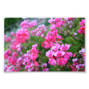 Pelargonfototryck Fototryck