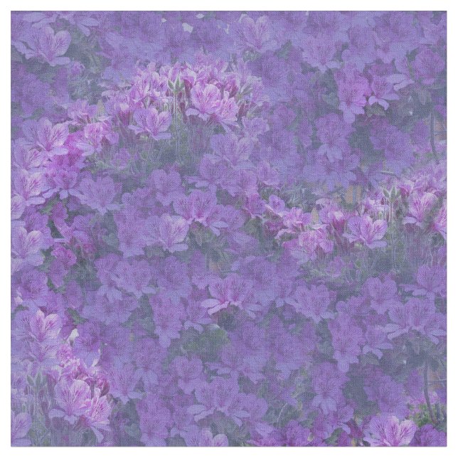 Pelargonium-blommor med mycket peri-pantone färg tyg (Närbild)