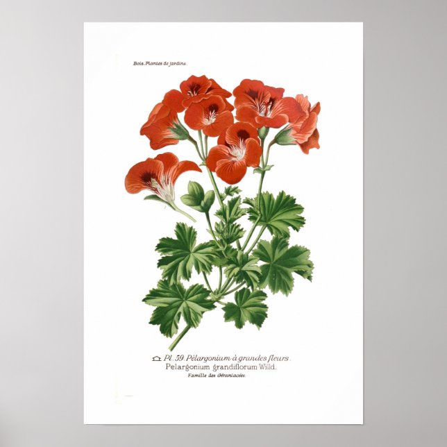 Pelargonium grandiflorum poster (Framsidan)