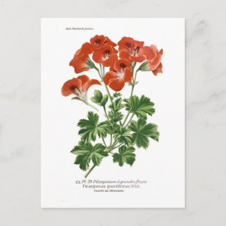 Pelargonium grandiflorum vykort
