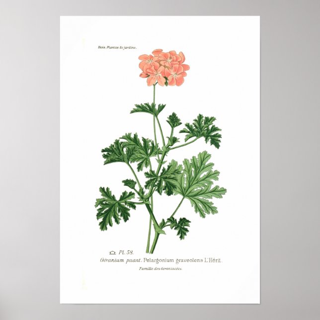 Pelargonium graveolens poster (Framsidan)