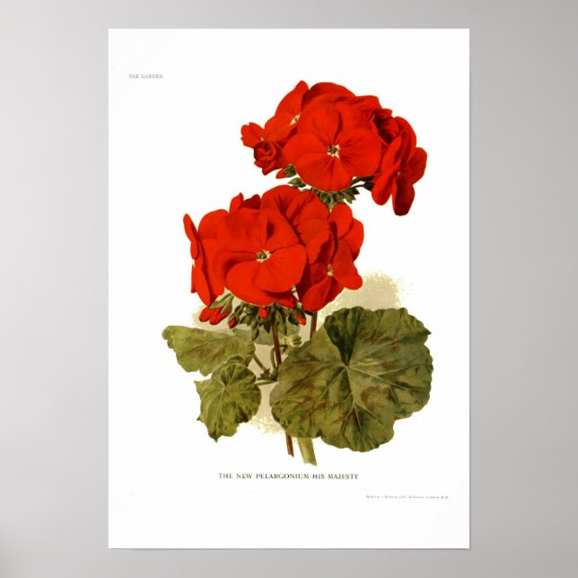 Pelargonium 'Hans Majestät' Poster (Framsidan)