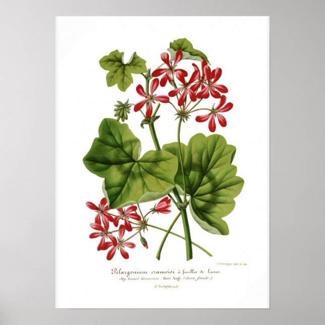 Pelargonium heder aefolium poster (Framsidan)