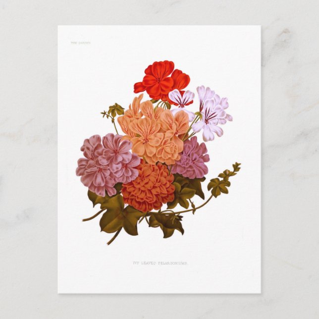 Pelargonium, viltlevande vykort (Framsida)