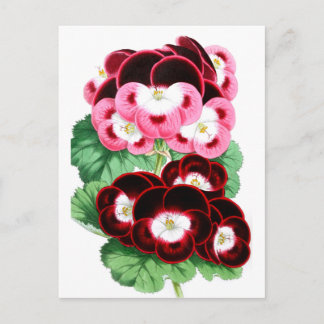 Pelargonium Vykort