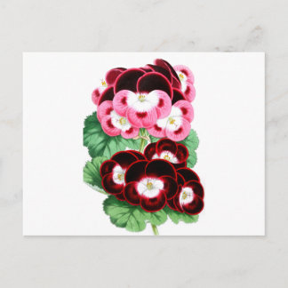 Pelargonium Vykort