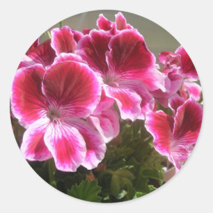 Pelargonklistermärkear Runt Klistermärke