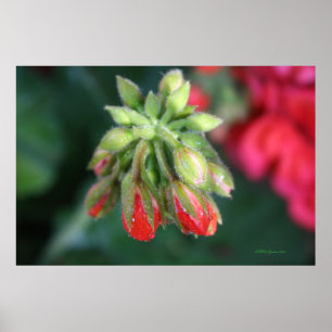 Pelargonknoppar Poster