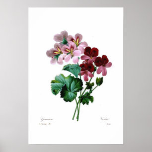 Pelargonvariationer Poster