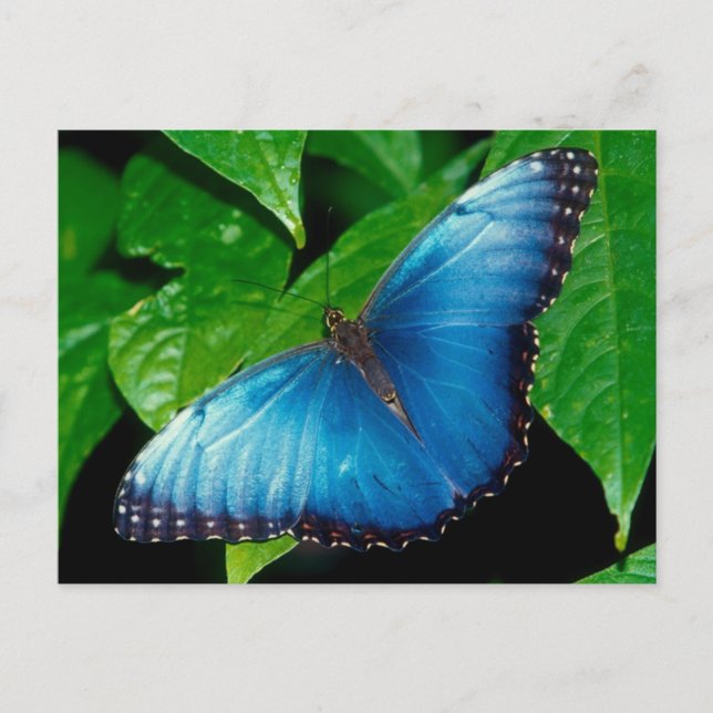 Peleides Blue Morpho (Morpho peleides) Vykort (Framsida)