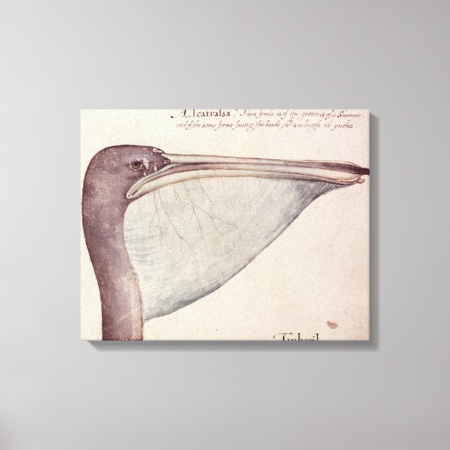 Pelican, 1590 canvastryck (Framsida)