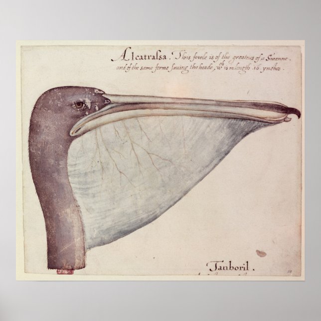 Pelican, 1590 poster (Framsidan)