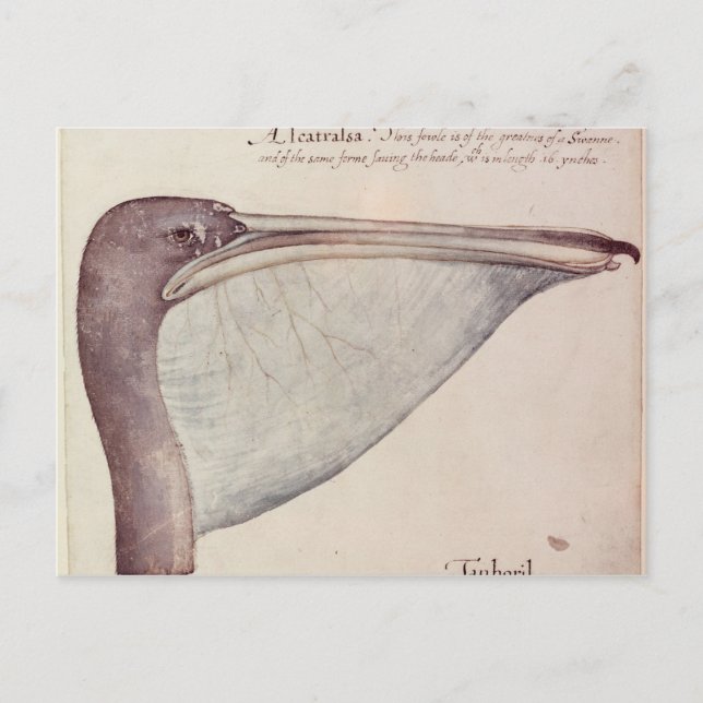 Pelican, 1590 vykort (Framsida)