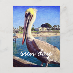 Pelican Beach Bird Photo Sol Day Snyggt Script Vykort