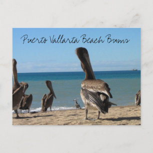 Pelican Beach Bums Vykort