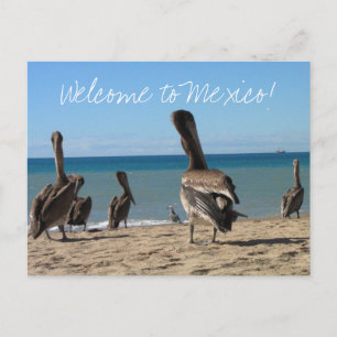 Pelican Beach Bums Vykort