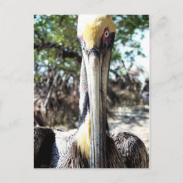 Pelican Bird Sanctuary Nyckel Largo, Florida Postc Vykort
