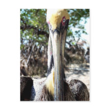 Pelican Bird Sanctuary Nyckel Largo, Florida Postc