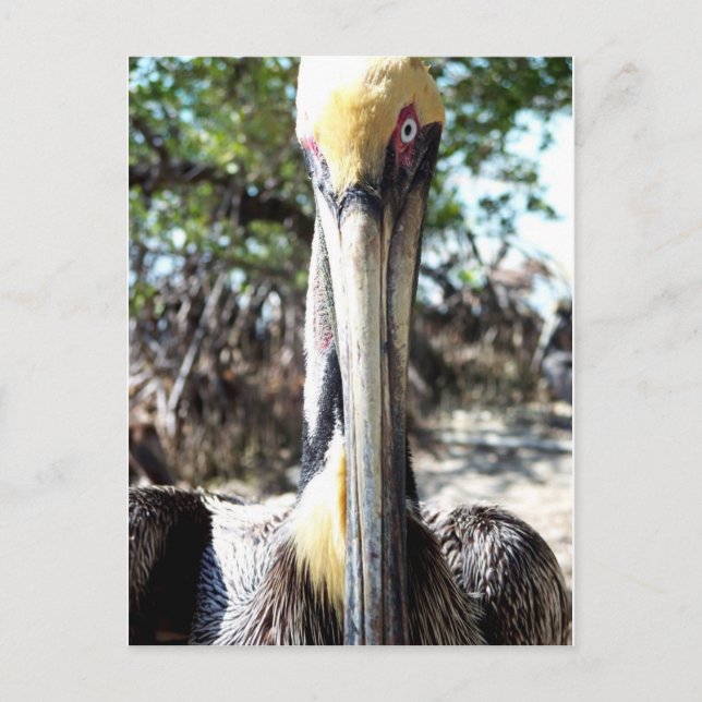 Pelican Bird Sanctuary Nyckel Largo, Florida Postc Vykort (Framsida)