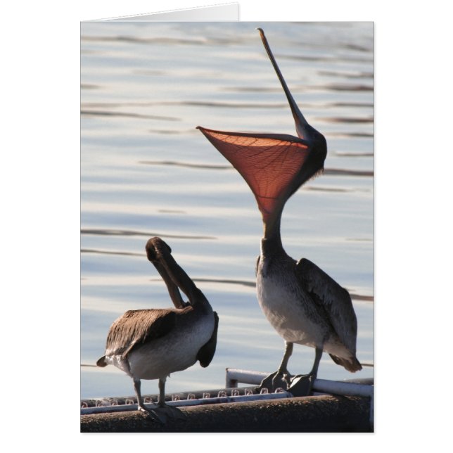 Pelican Birds Wildlife Animals Hälsningskort (Framsidan)