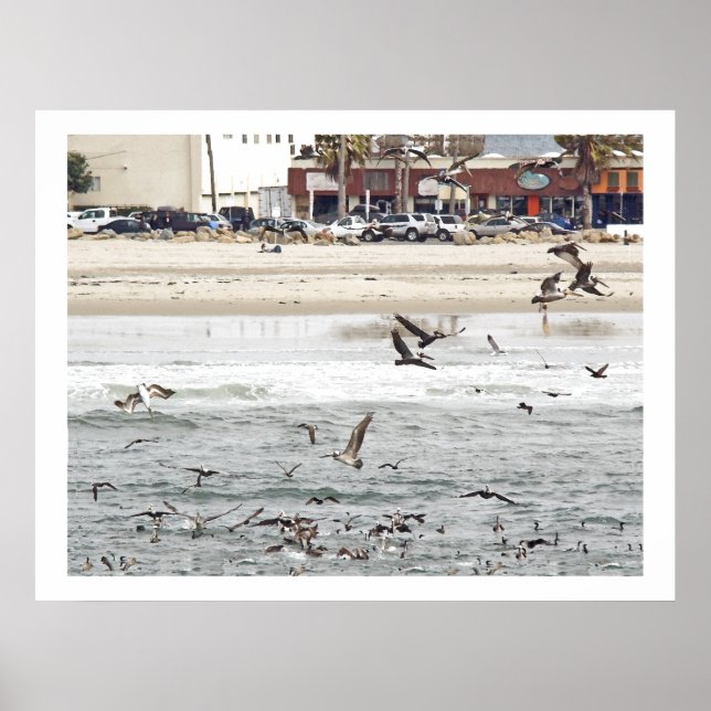 Pelican Birds Wildlife Animals Poster (Framsidan)