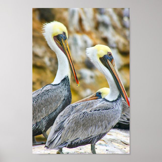 PELICAN BOGO COVE POSTER (Framsidan)