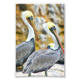 PELICAN BOGO FOTOTRYCK
