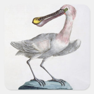 Pelican, c.1767-76 (anrikning av färgader) fyrkantigt klistermärke