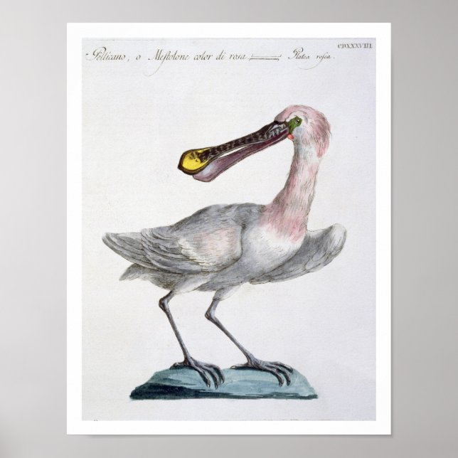 Pelican, c.1767-76 (anrikning av färgader) poster (Framsidan)