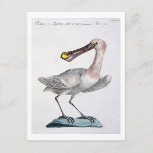 Pelican, c.1767-76 (anrikning av färgader) vykort