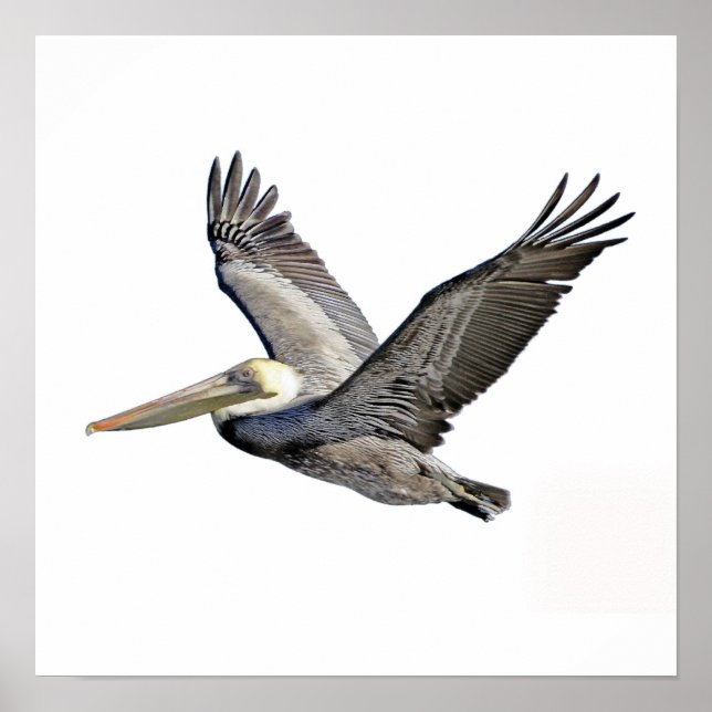 Pelican Clear Poster (Framsidan)