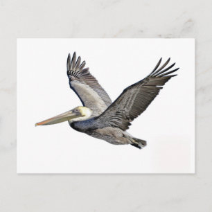 Pelican Clear Vykort
