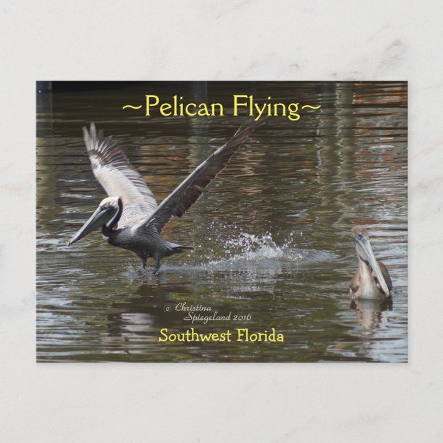 Pelican-fågelflyget Florida Postcard Vykort (Framsida)