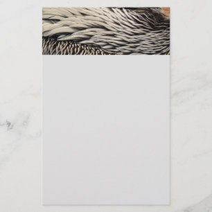 Pelican Feathers Abstrakt Nature Photography Brevpapper