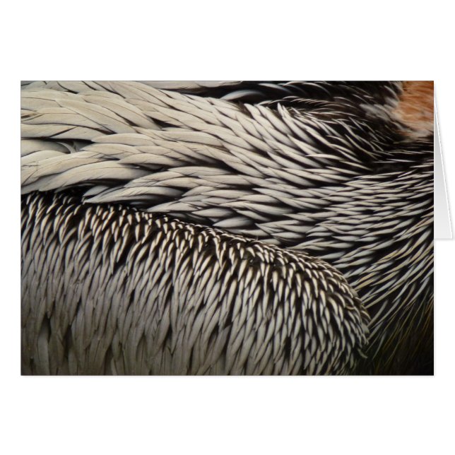 Pelican Feathers Abstrakt Nature Photography OBS Kort (Framsidan Horizontal)